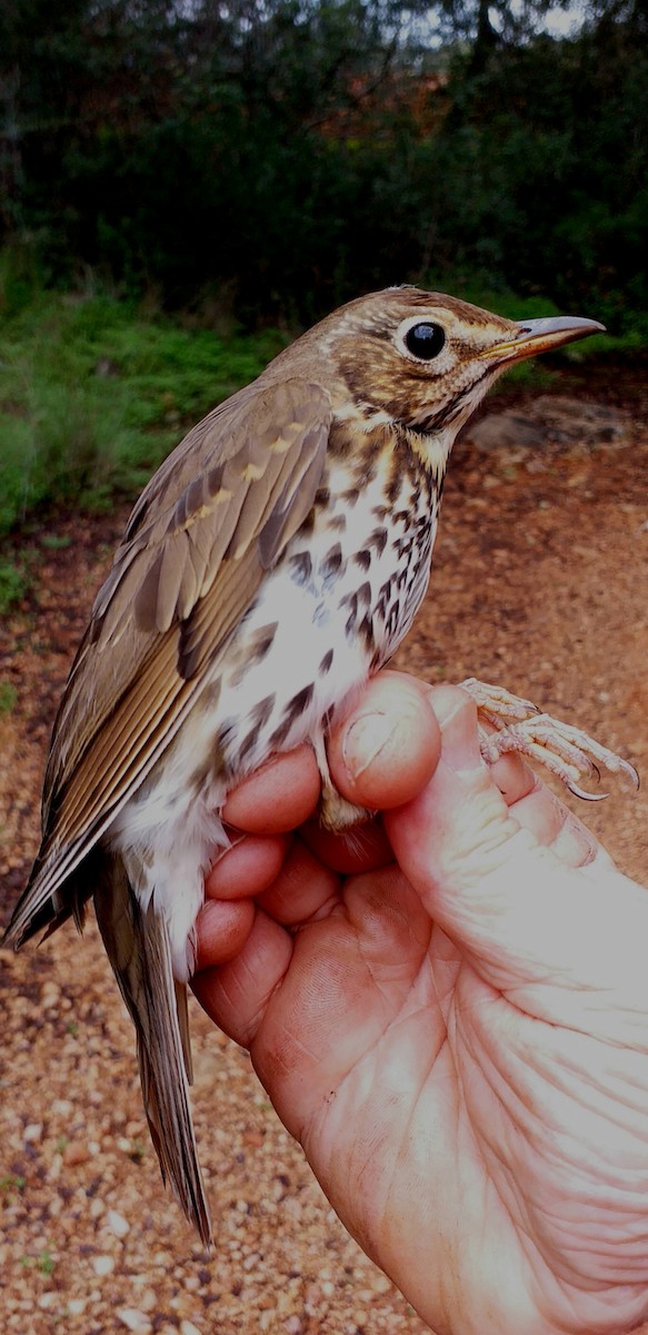 Song Thrush - ML612030011