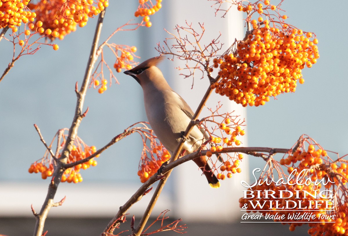 Bohemian Waxwing - ML612030063