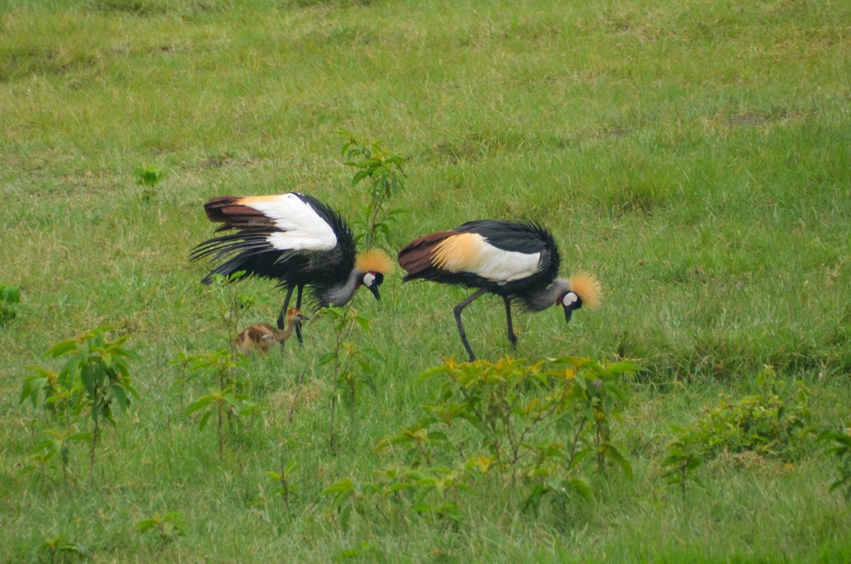 Gray Crowned-Crane - Rotem Avisar