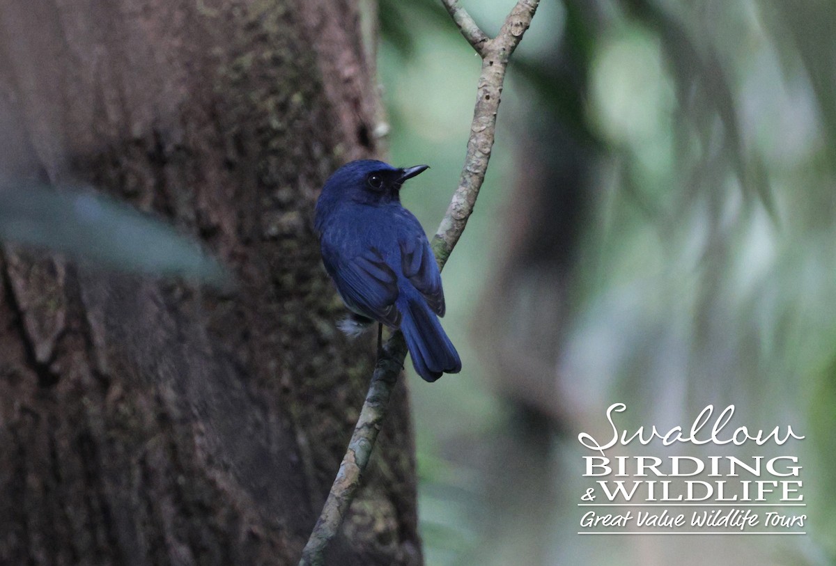 White-bellied Blue Flycatcher - ML612030122