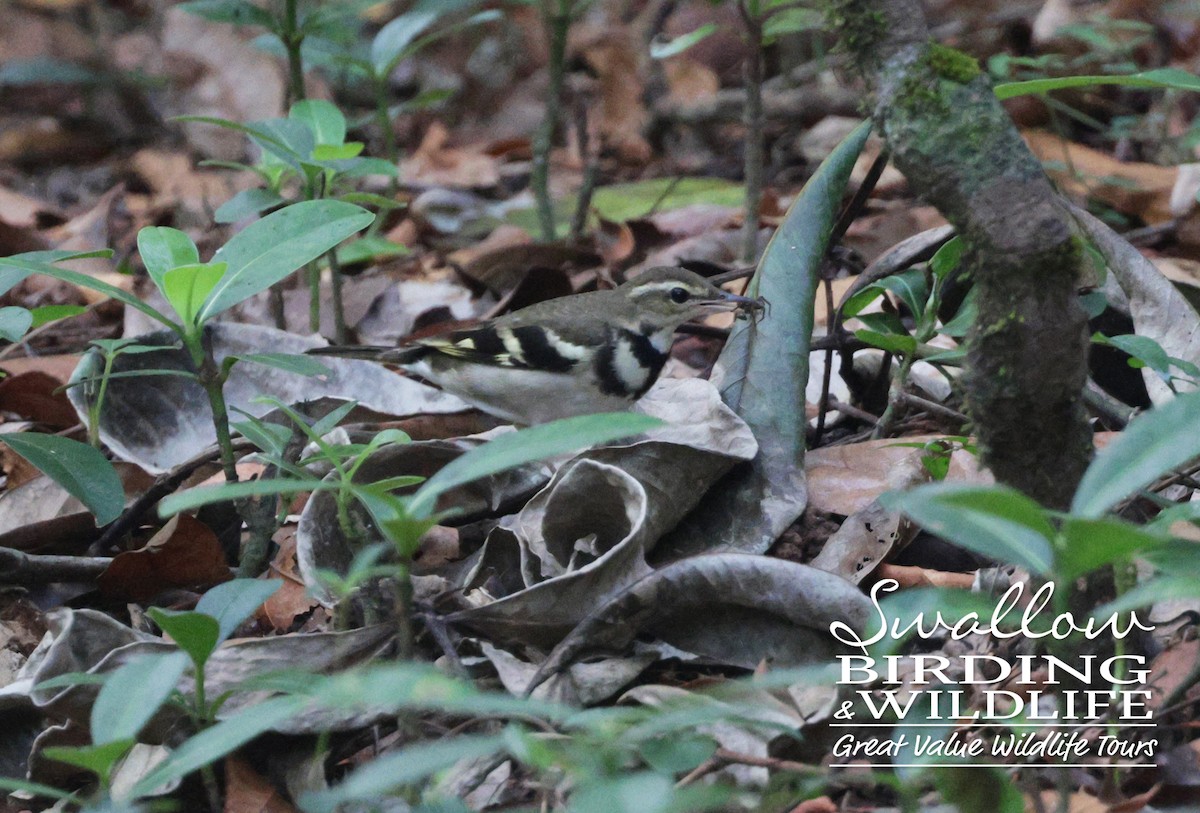 Forest Wagtail - ML612030123