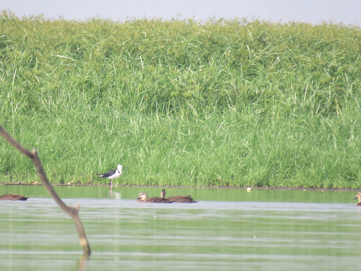 Pacific Black Duck - ML612030255