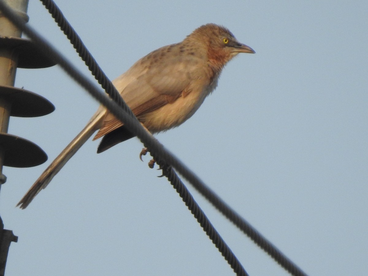 Large Gray Babbler - ML612030290