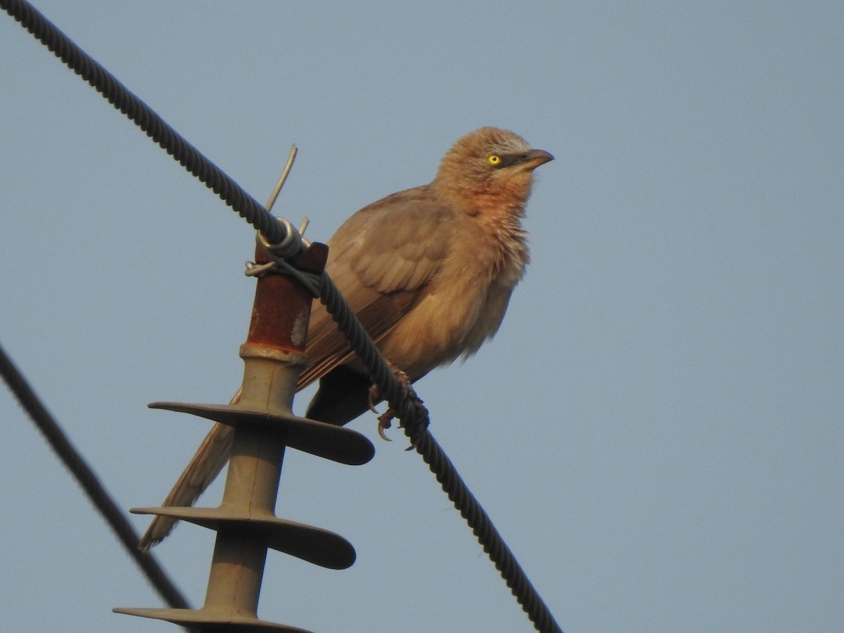 Large Gray Babbler - ML612030291