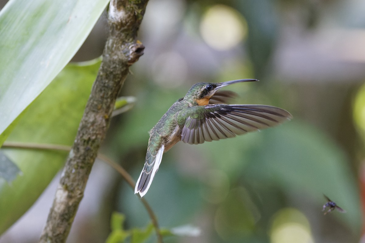 kolibřík světloocasý - ML612030293