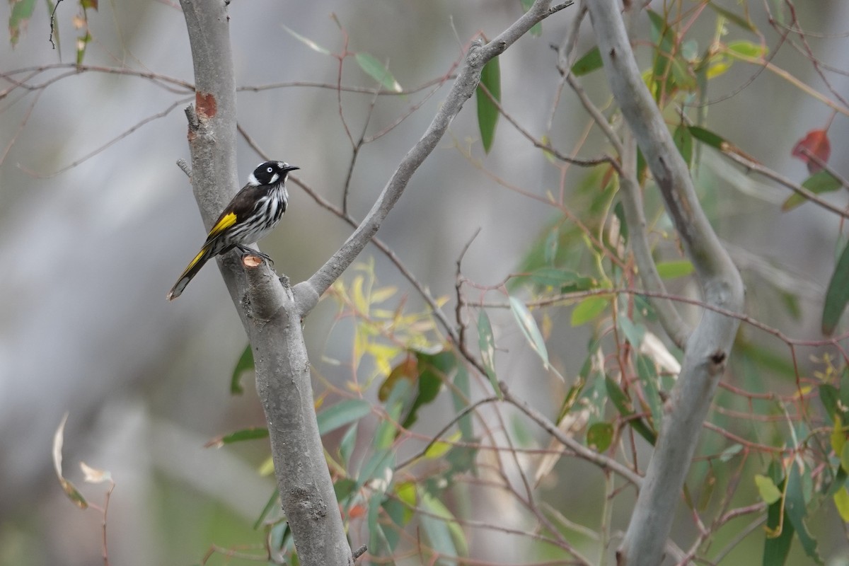 New Holland Honeyeater - ML612030316