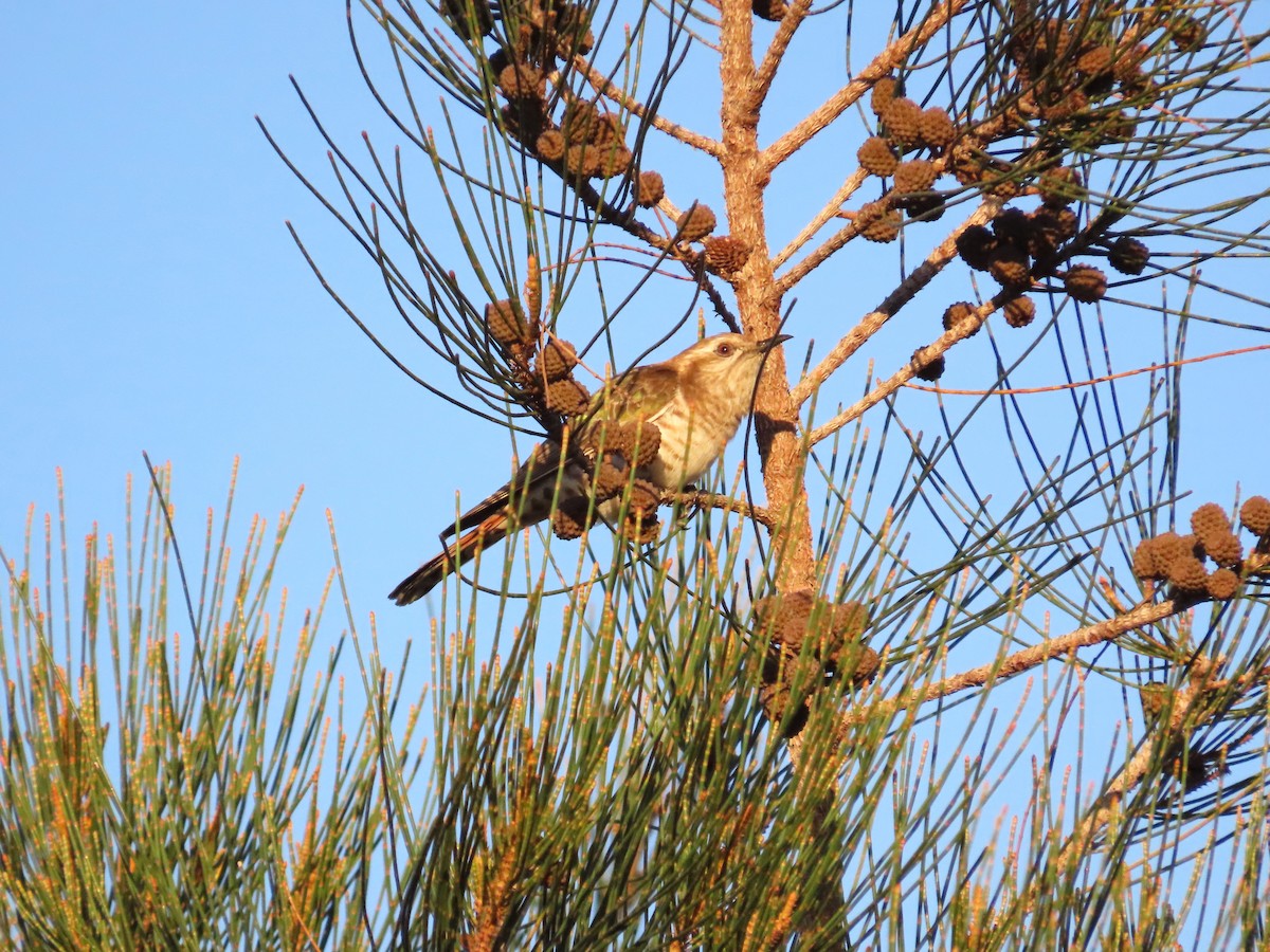 Horsfield's Bronze-Cuckoo - Regan Scheuber