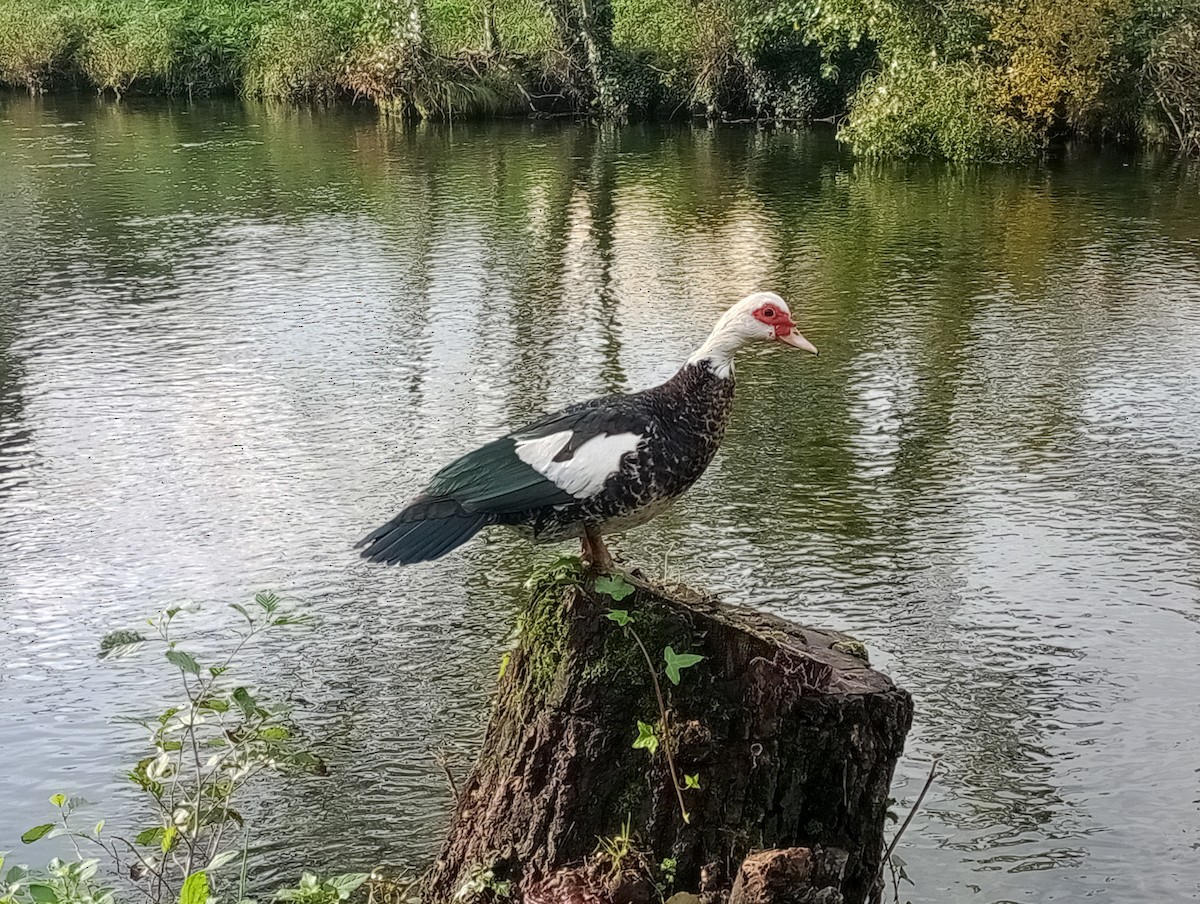 Muscovy Duck (Domestic type) - ML612030473