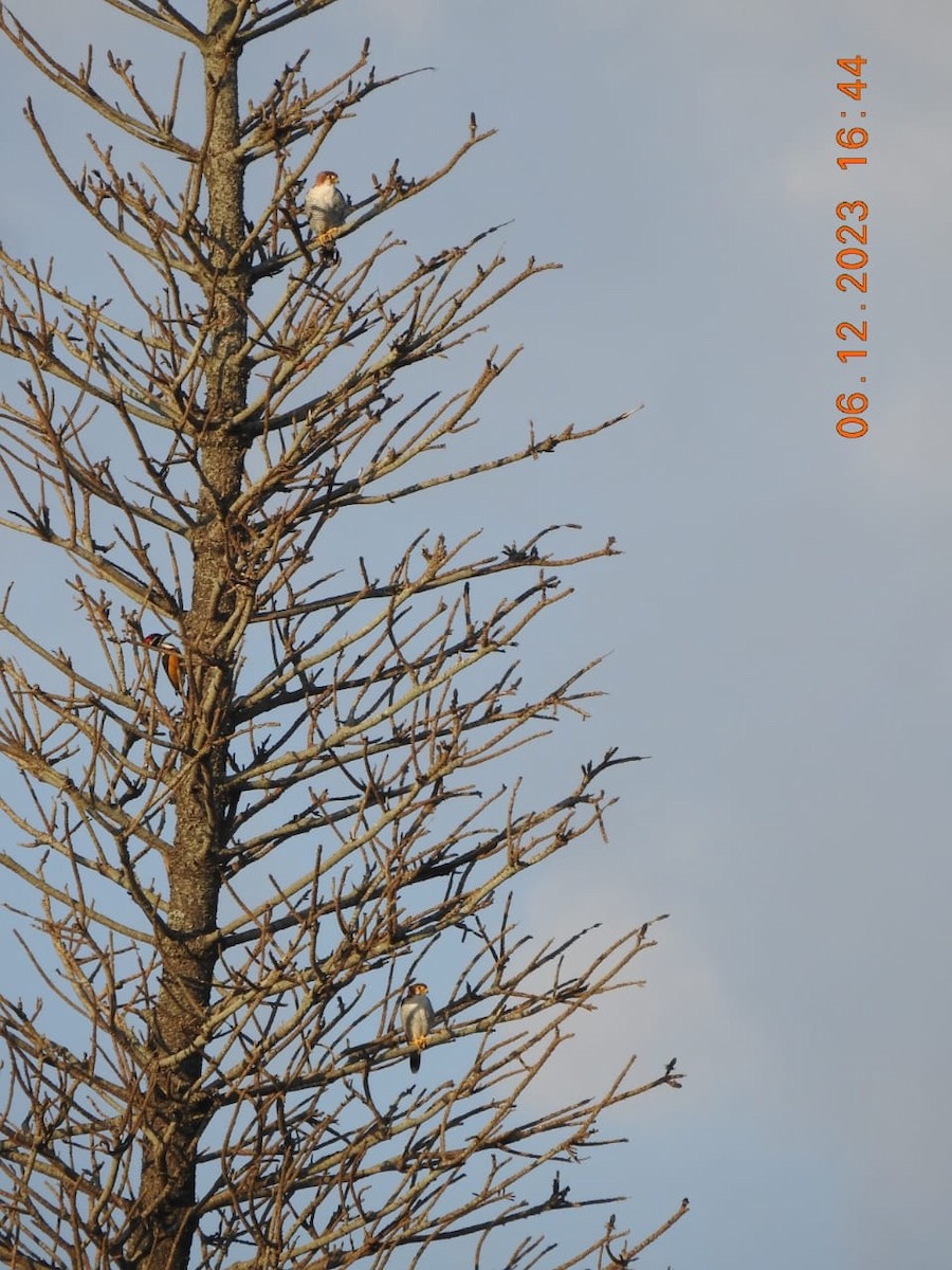 Rotkopffalke - ML612030592