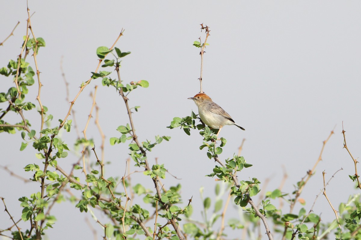 Tiny Cisticola - Ohad Sherer