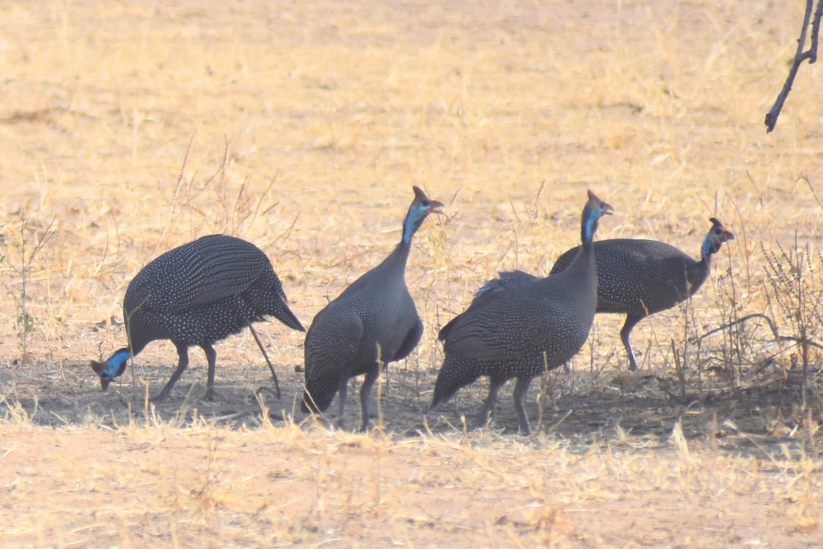 Helmeted Guineafowl - ML612030649