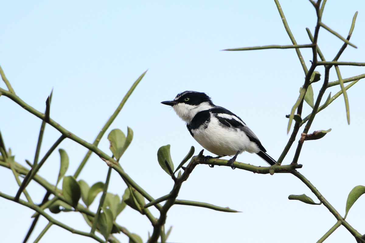 Eastern Black-headed Batis - ML612030663