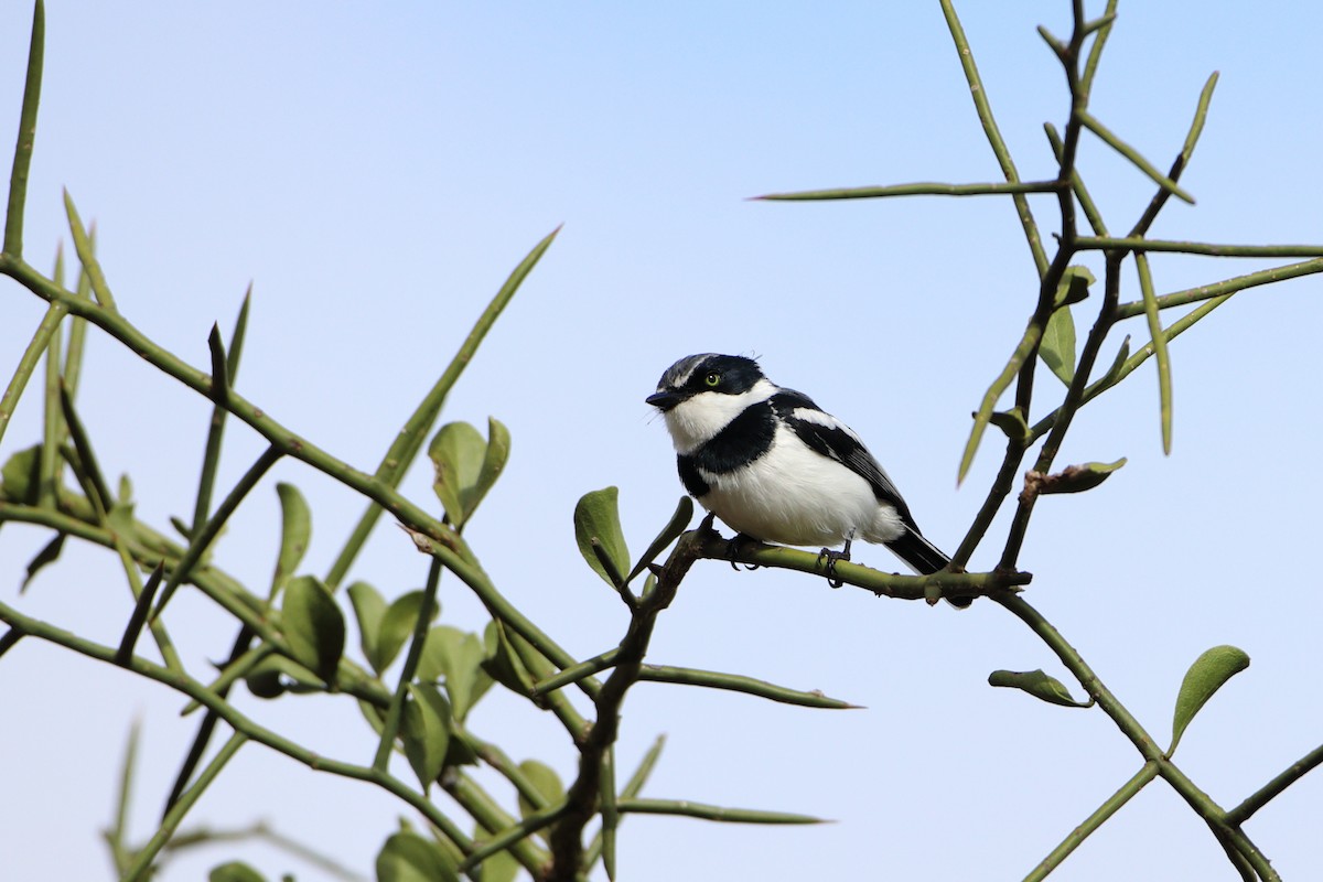 Eastern Black-headed Batis - ML612030665