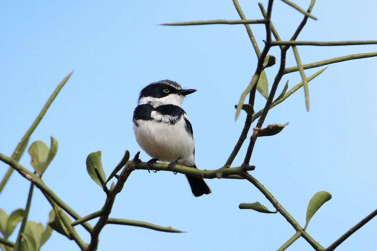 Eastern Black-headed Batis - ML612030666