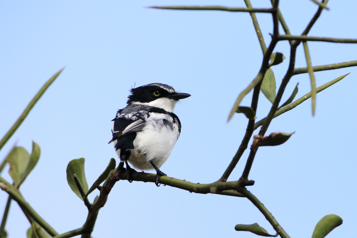 Eastern Black-headed Batis - ML612030667