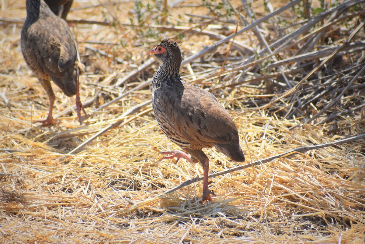 Red-necked Spurfowl - Caleb Snarr