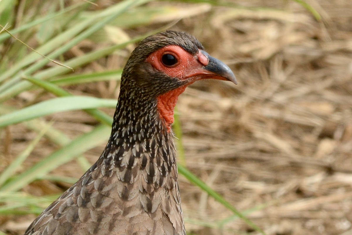 Swainson's Spurfowl - ML612030758