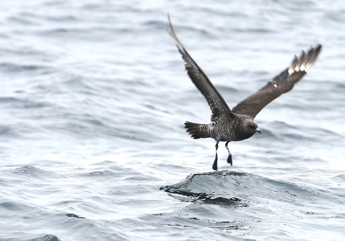 Pomarine Jaeger - ML612030773