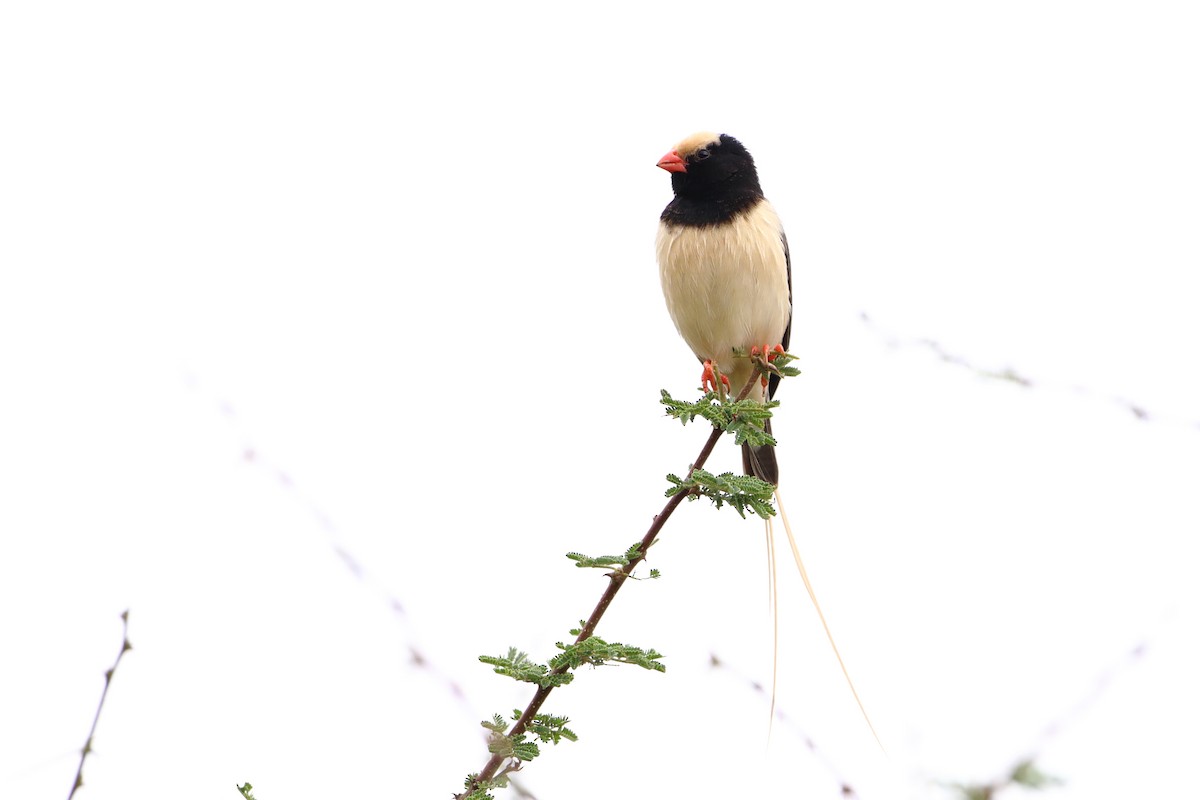Straw-tailed Whydah - ML612030792