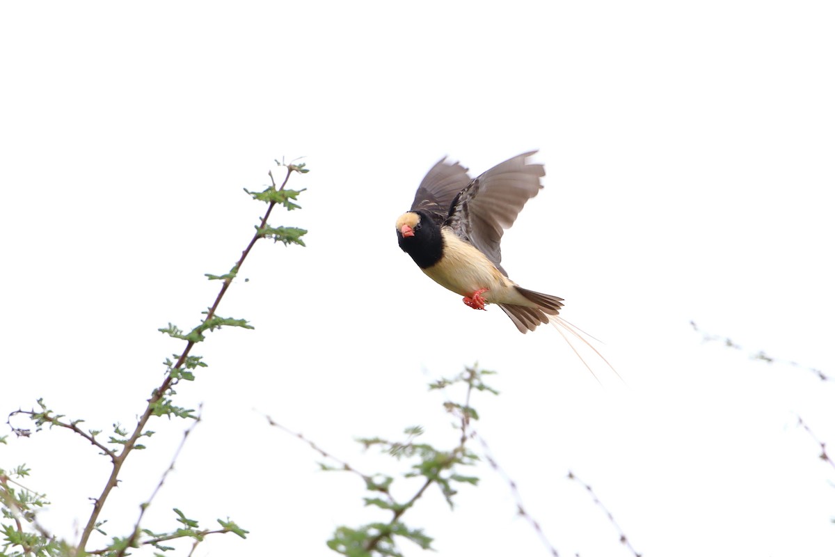 Straw-tailed Whydah - ML612030794