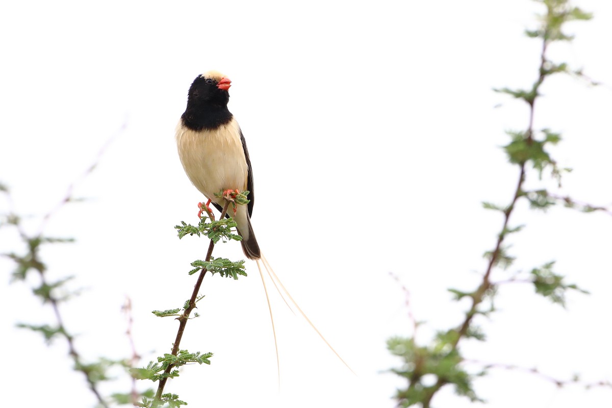 Straw-tailed Whydah - ML612030795