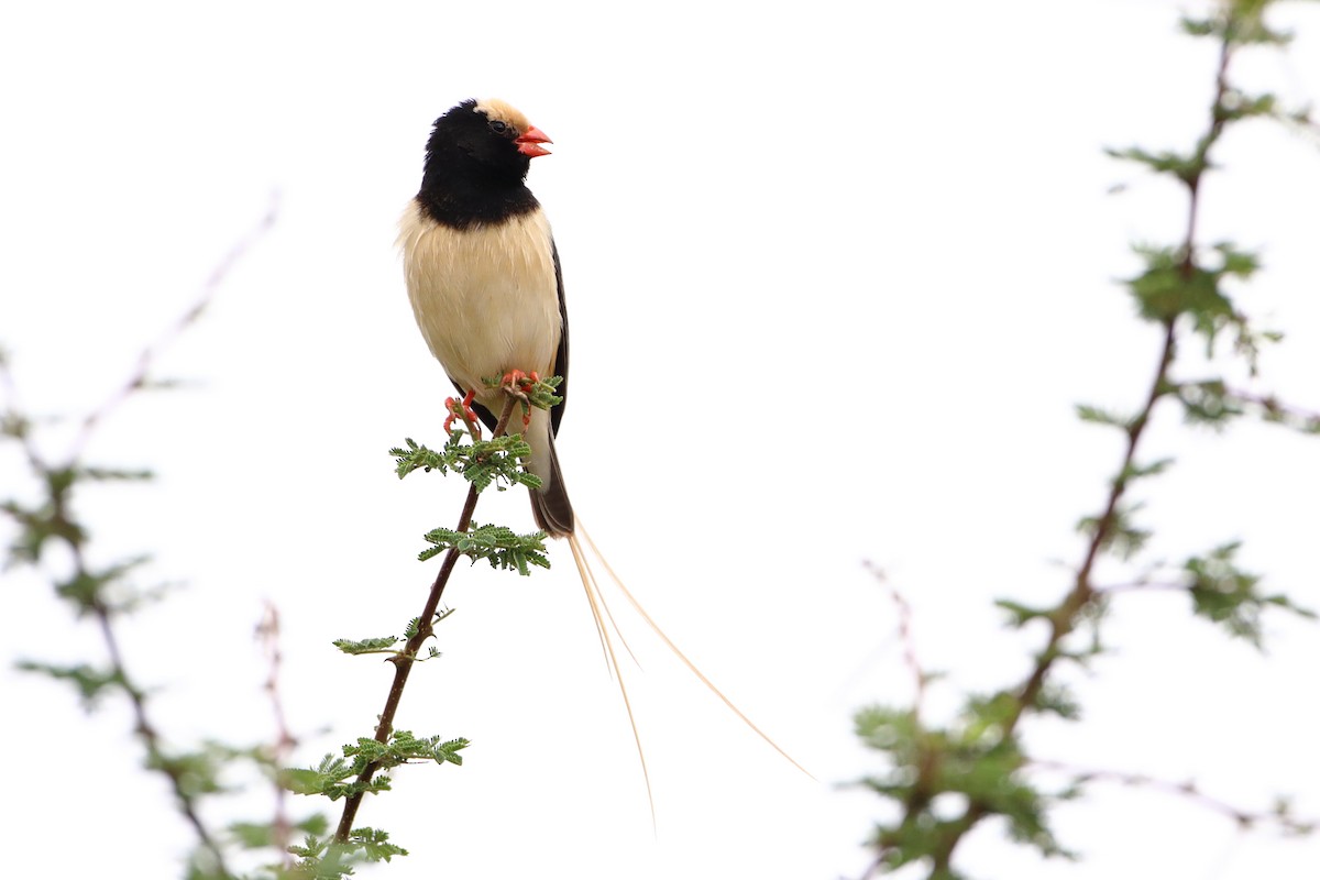 Straw-tailed Whydah - ML612030796