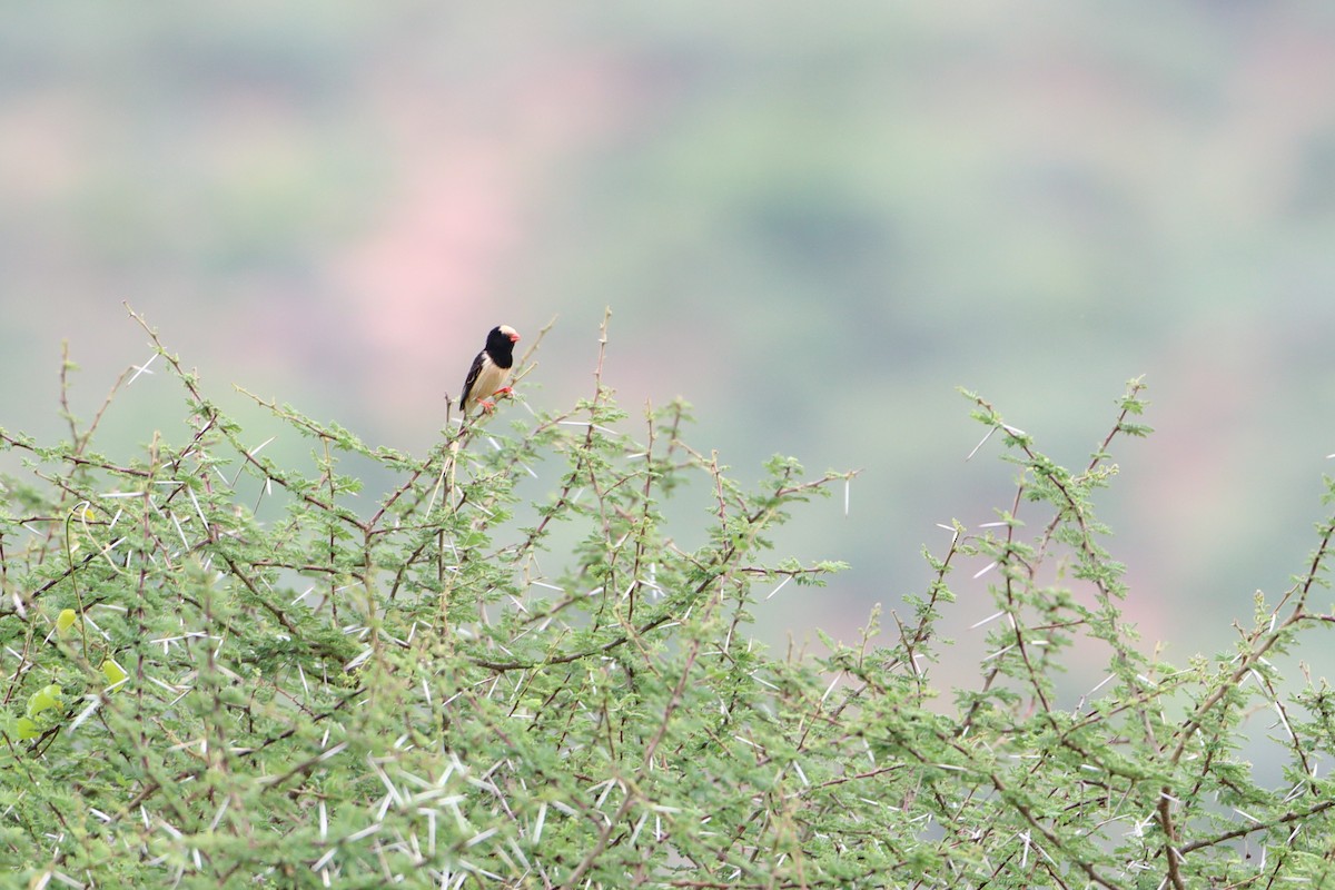 Straw-tailed Whydah - ML612030797