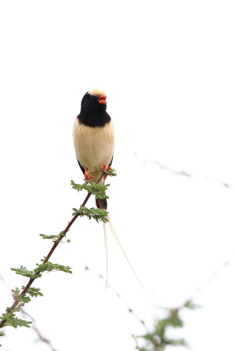 Straw-tailed Whydah - ML612030798