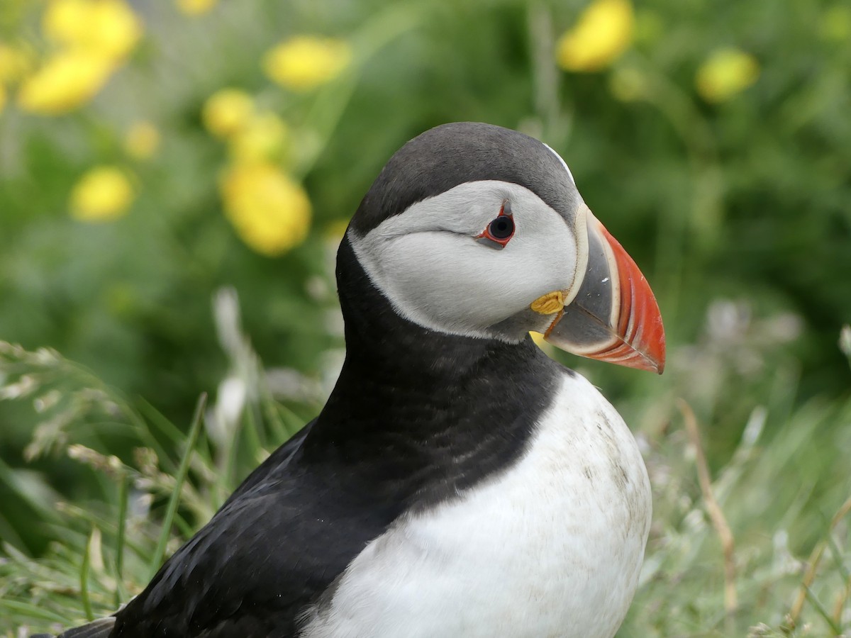 Atlantic Puffin - Octave Pajot