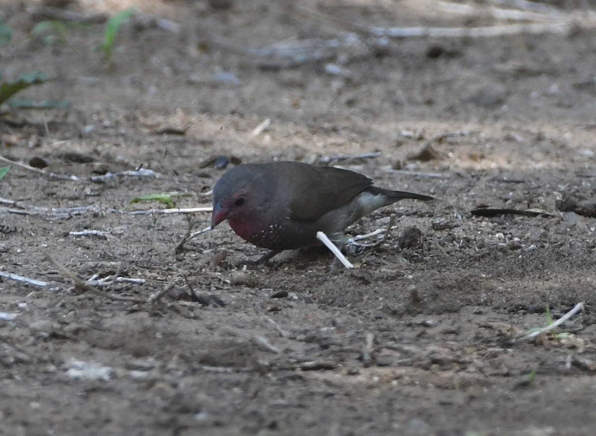 Brown Firefinch - Gabriel Jamie