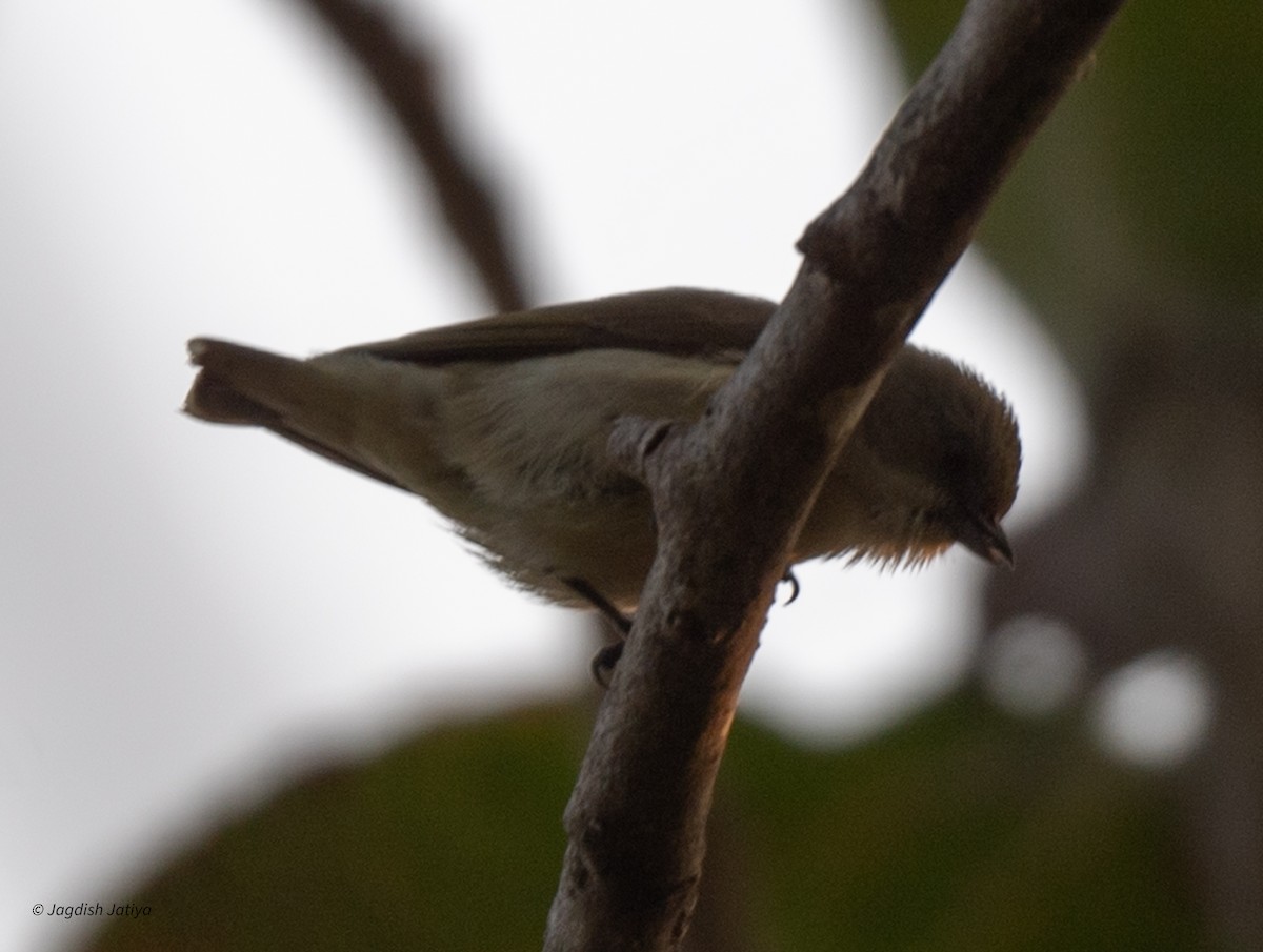 Thick-billed Flowerpecker - ML612030976