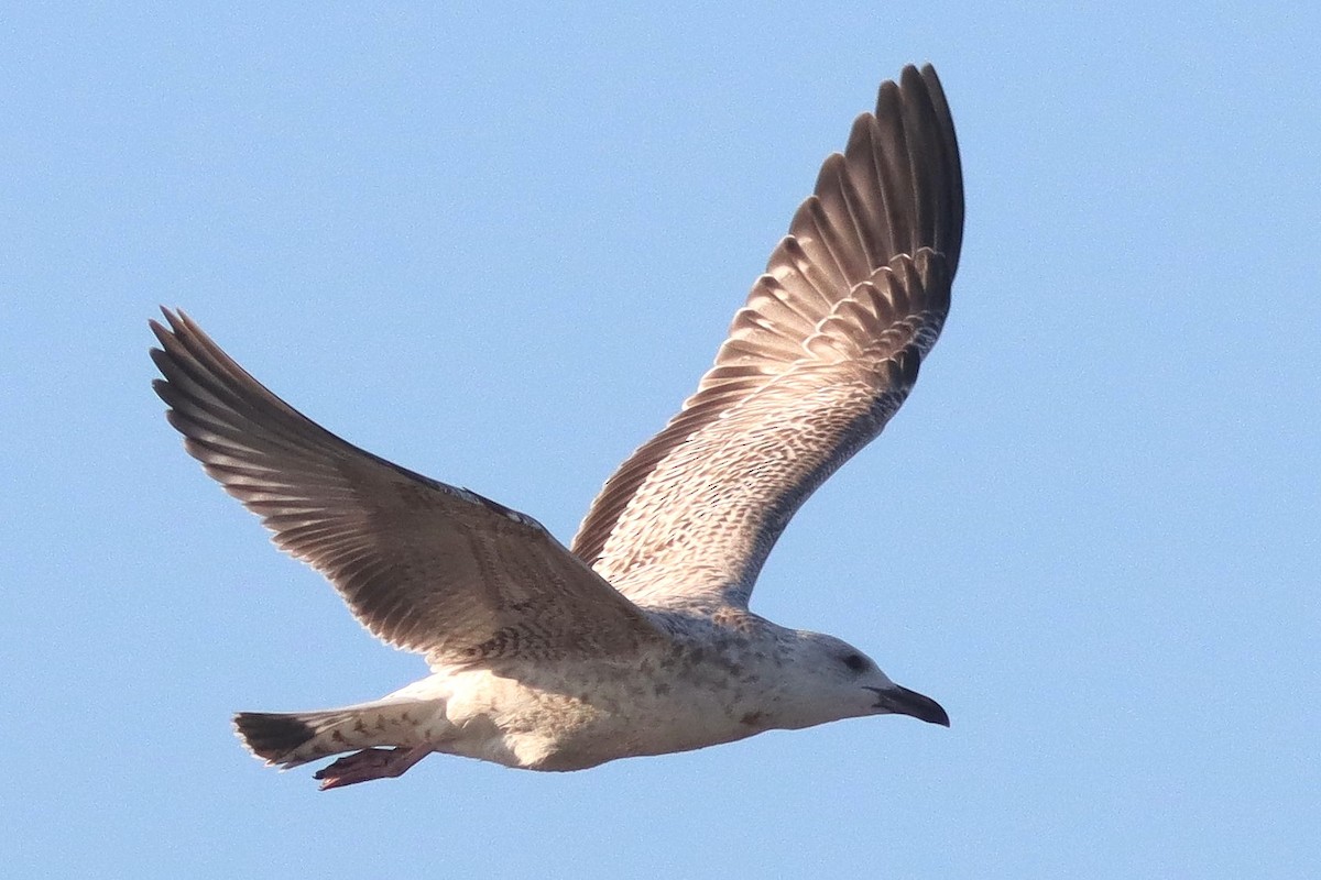 Herring Gull (Mongolian) - Look! It's Adoga Big Nose!