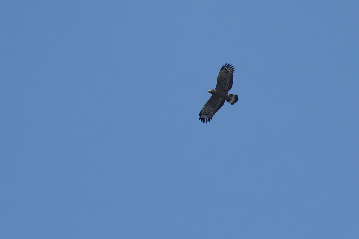 Crested Serpent-Eagle - Sam Hambly