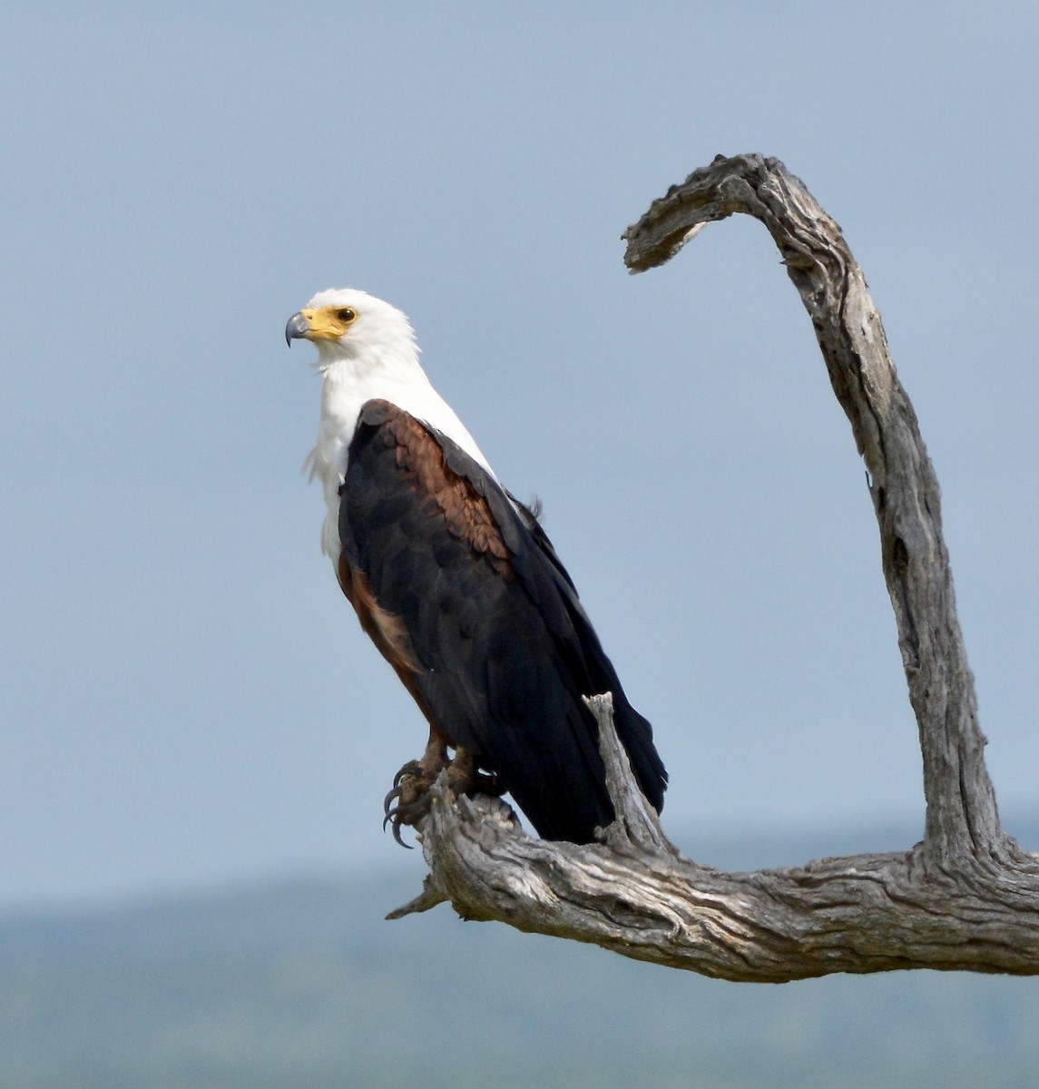 African Fish-Eagle - ML612031037
