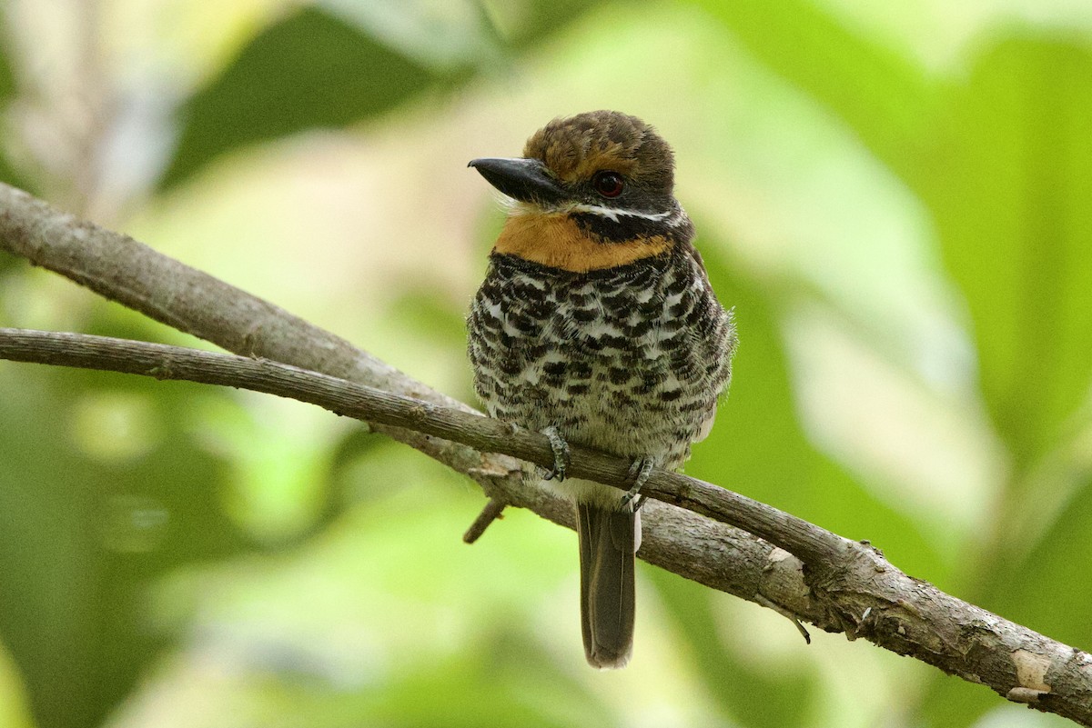 Spotted Puffbird - John Bruin