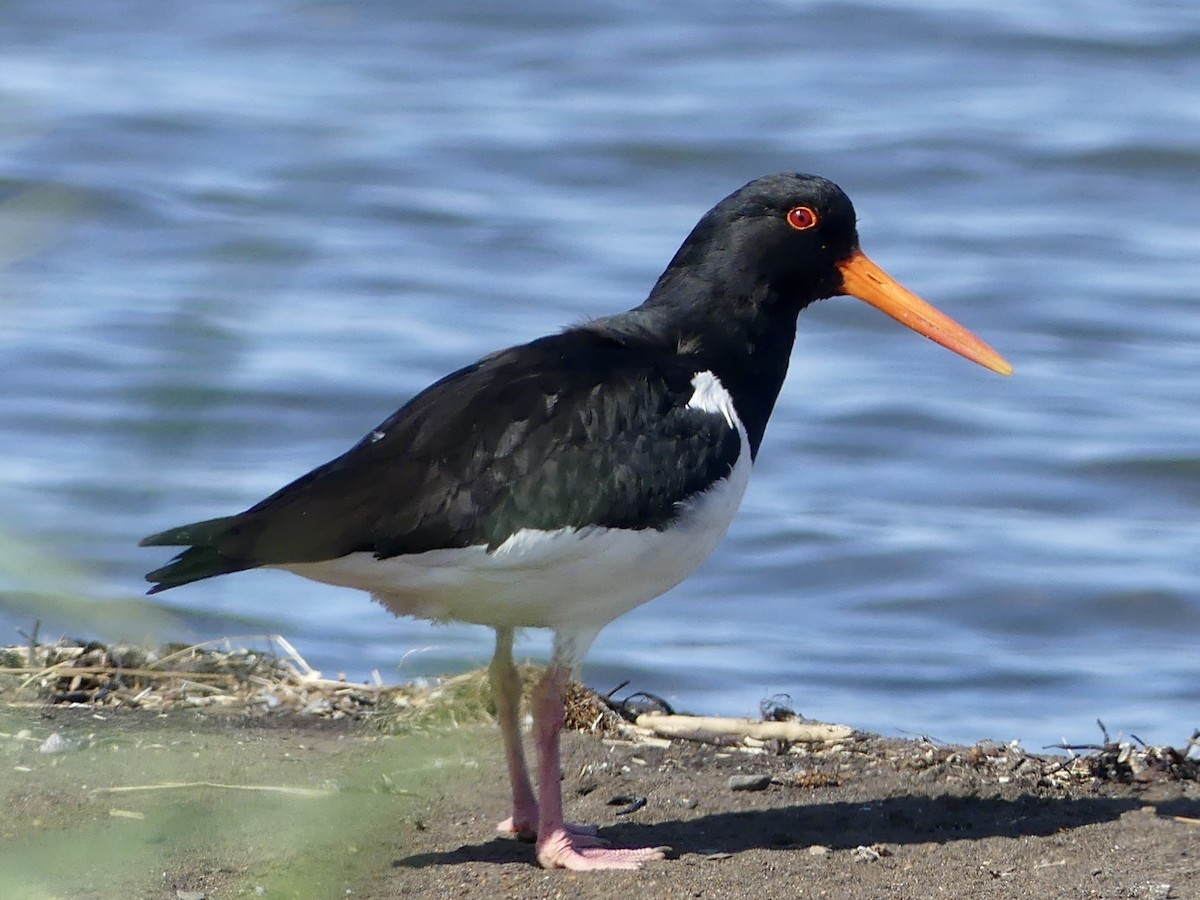 Eurasian Oystercatcher - ML612031072