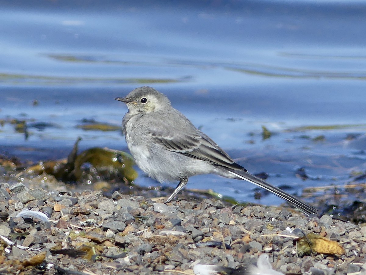 White Wagtail - ML612031075