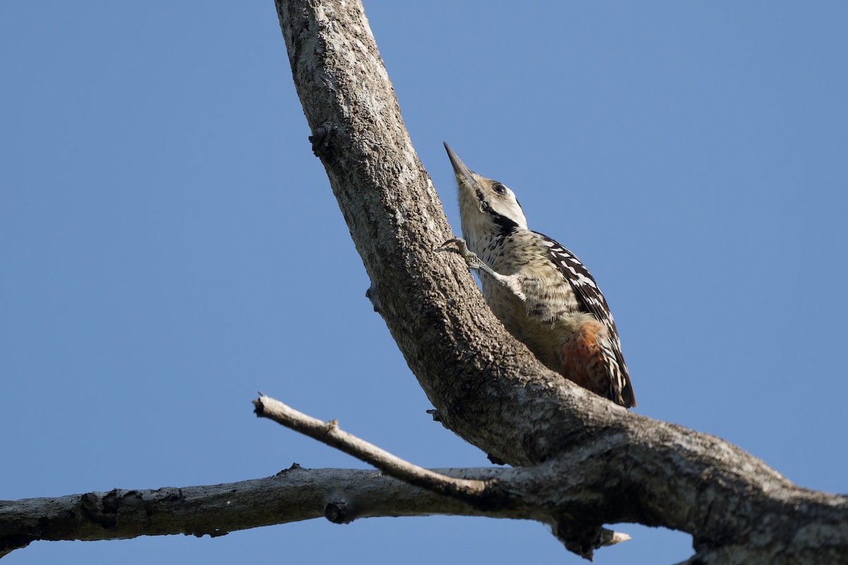 Freckle-breasted Woodpecker - ML612031078