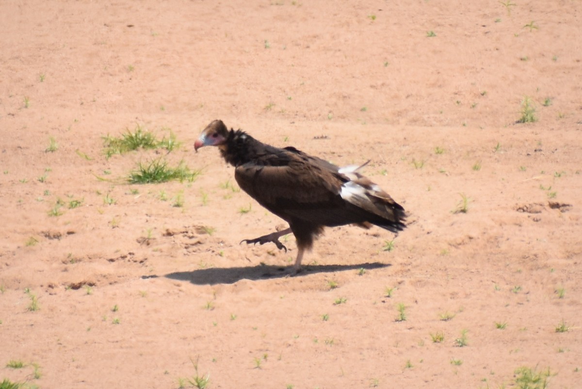 White-headed Vulture - Caleb Snarr