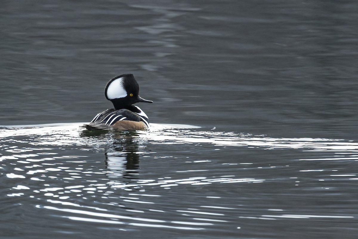 Hooded Merganser - ML612031188