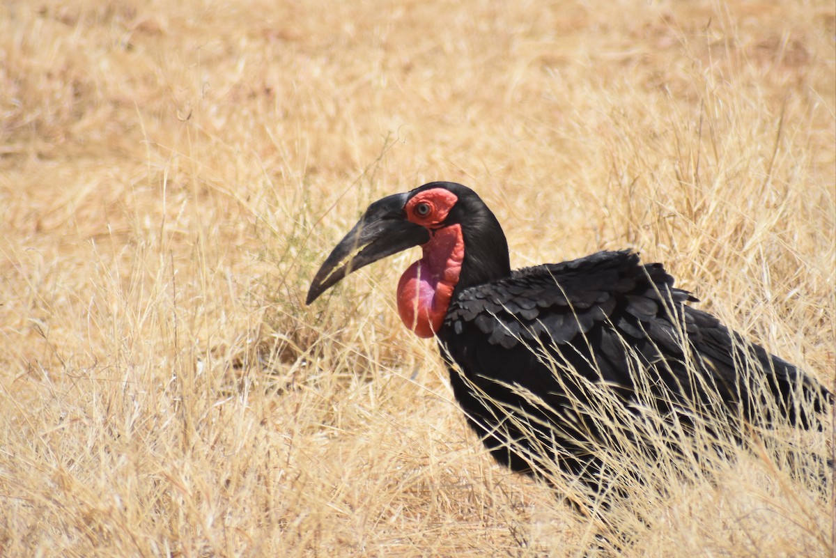 Southern Ground-Hornbill - ML612031222