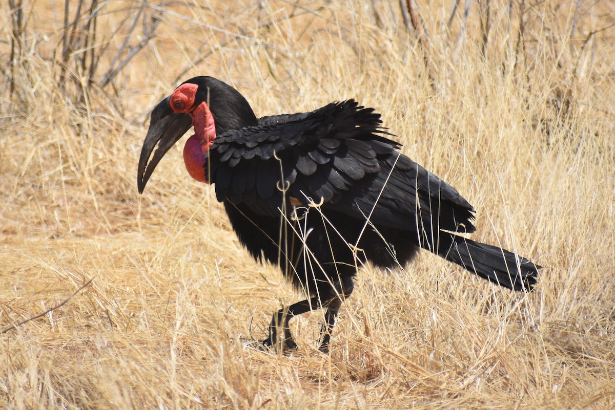 Southern Ground-Hornbill - Caleb Snarr