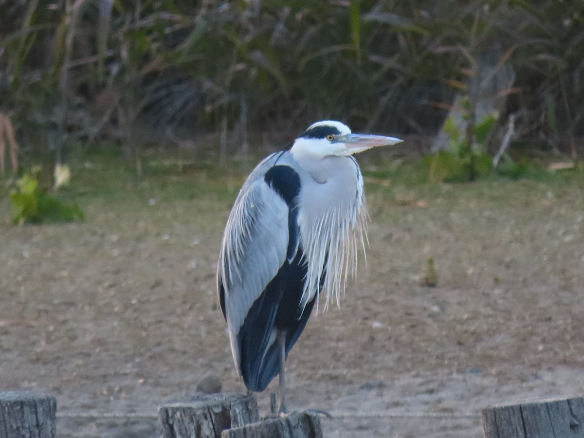 Gray Heron - ML612031227