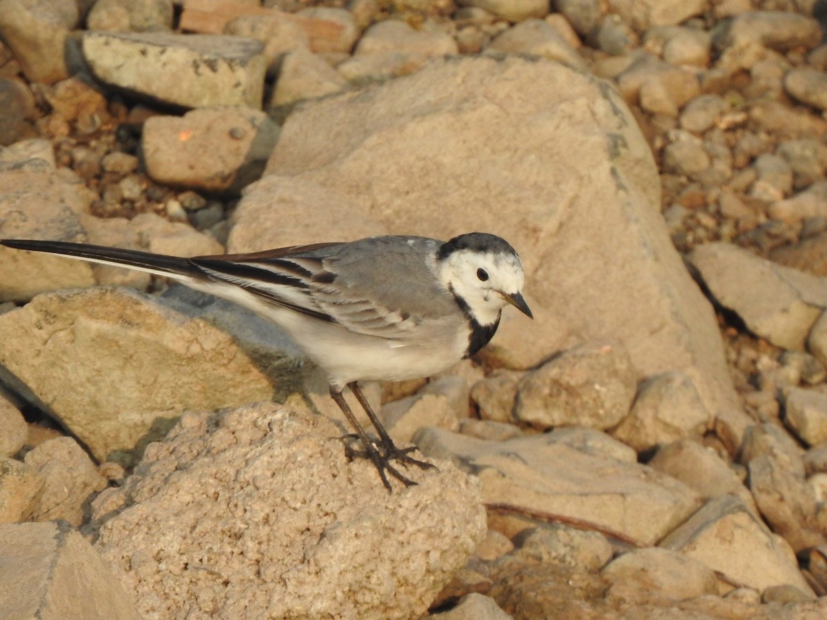 White Wagtail - ML612031236