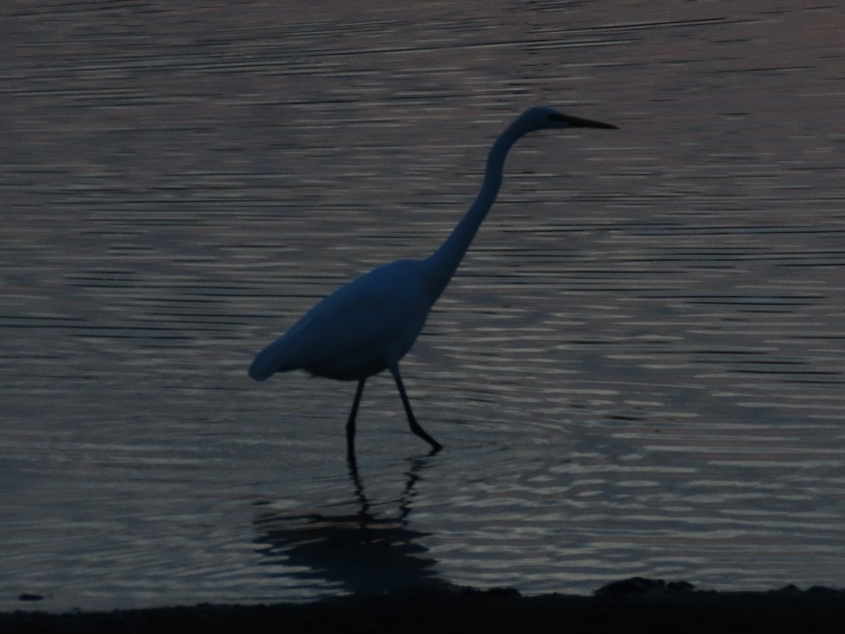 Great/Medium Egret - ML612031248