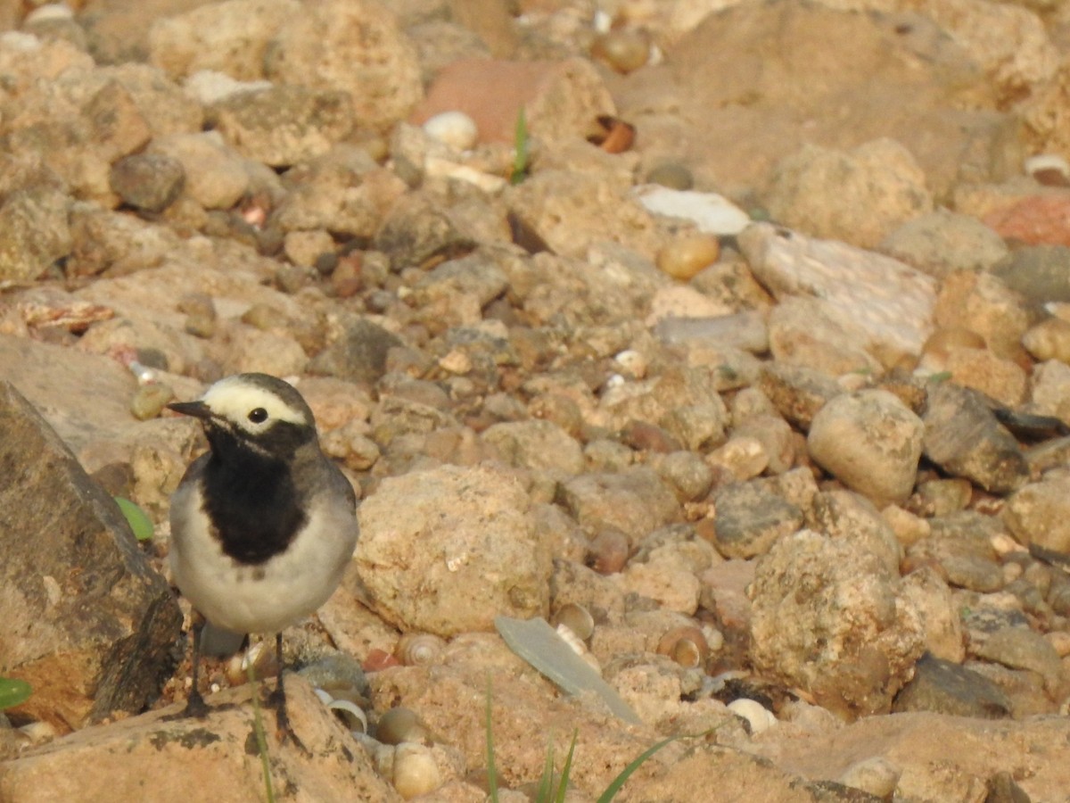 White Wagtail - ML612031291