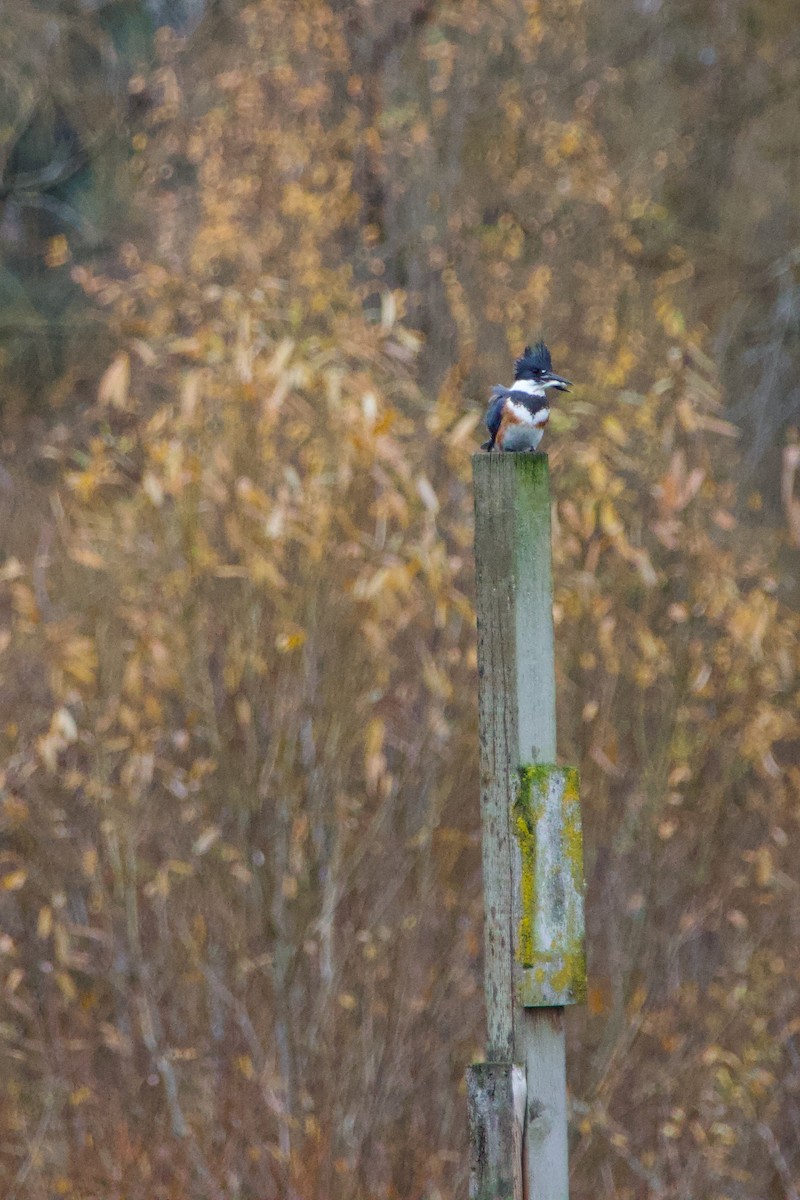 Belted Kingfisher - ML612031392