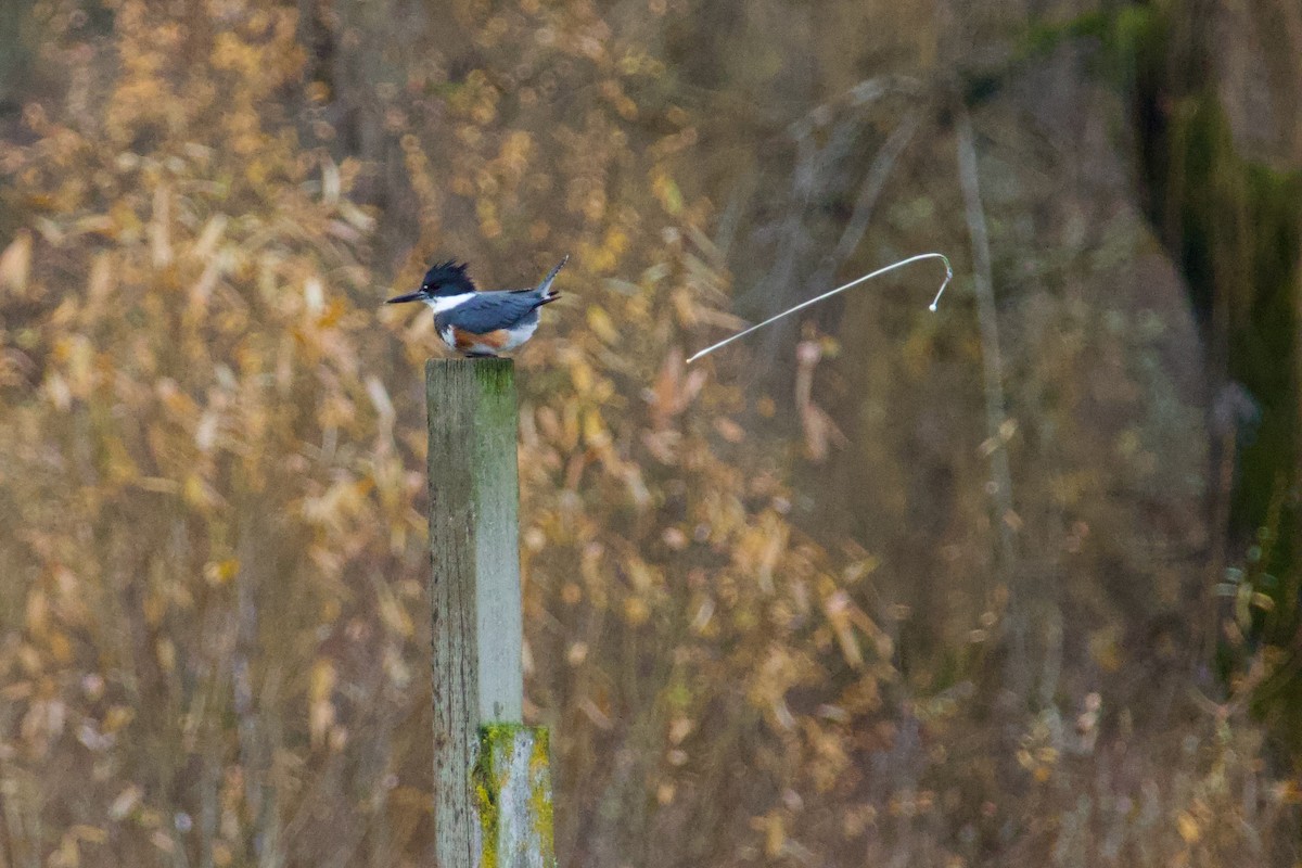 Belted Kingfisher - ML612031396