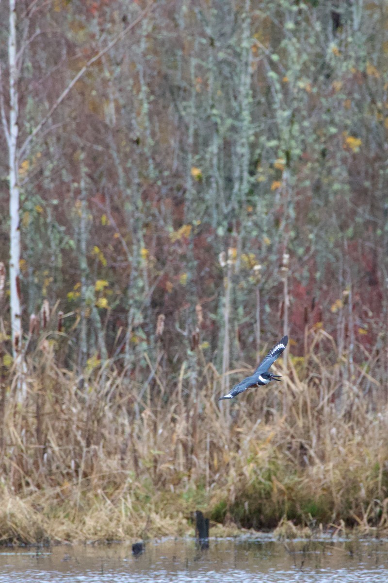 Belted Kingfisher - ML612031433