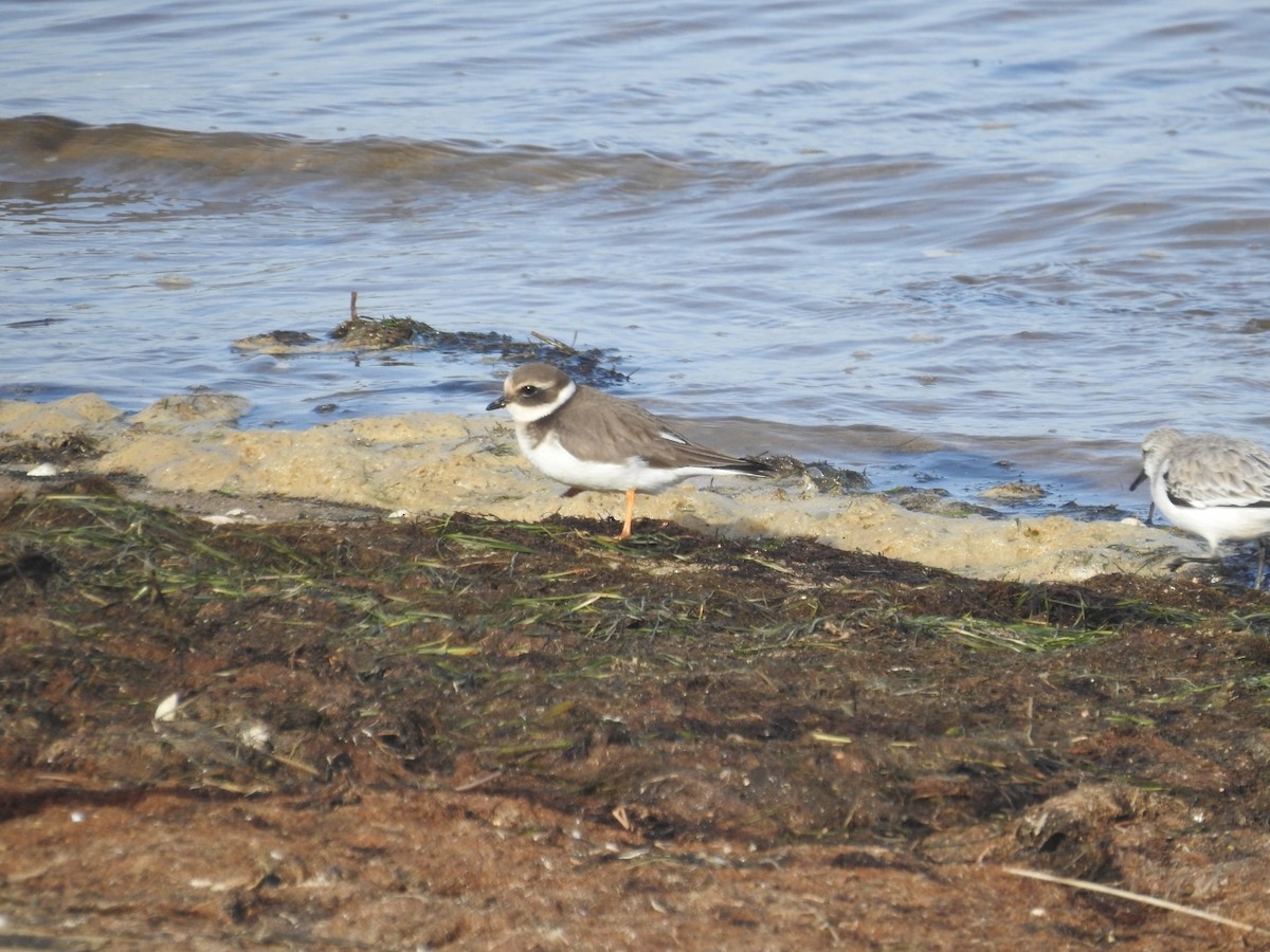 Common Ringed Plover - ML612031506
